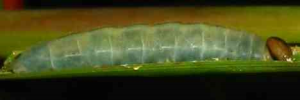 Larvae